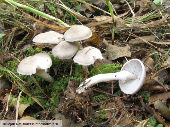 Tricholoma cingulatum