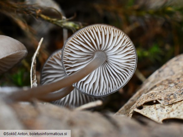 Mycena plumipes