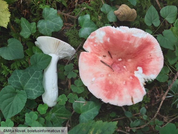 Russula aurora