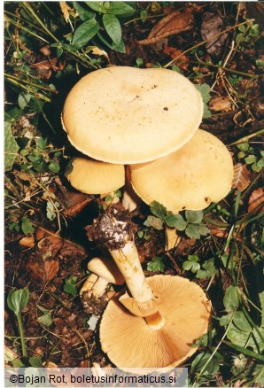 Phaeolepiota aurea