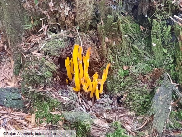 Calocera viscosa