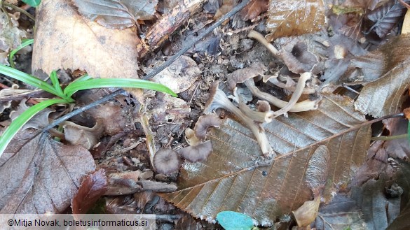 Cantharellus cinereus