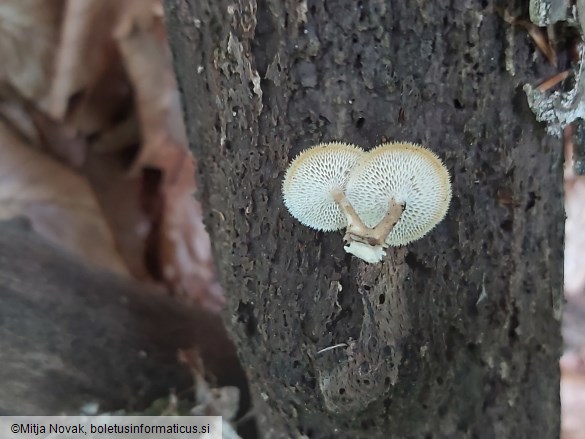 Lentinus arcularius