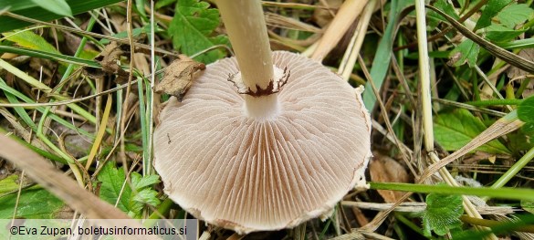 Agrocybe dura