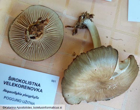 Megacollybia platyphylla