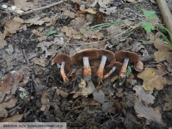 Cortinarius bulliardii