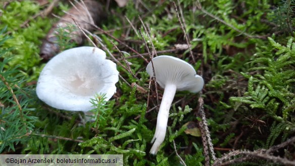 Clitocybe odora