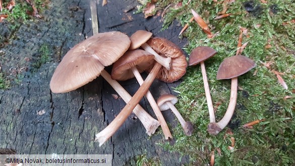 Pluteus plautus