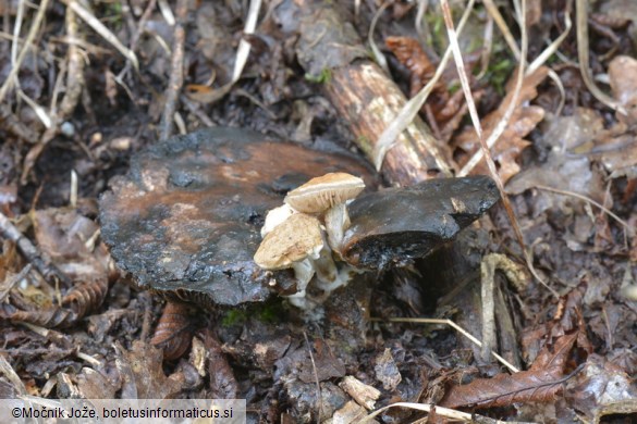 Asterophora lycoperdoides