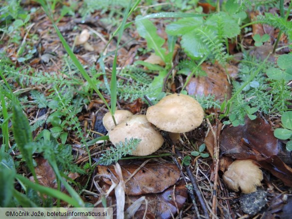 Inocybe queletii