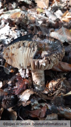 Russula nigricans