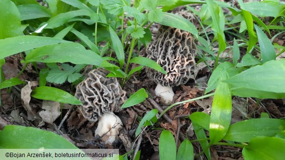 Morchella vulgaris