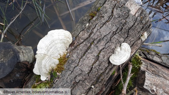 Trametes hirsuta