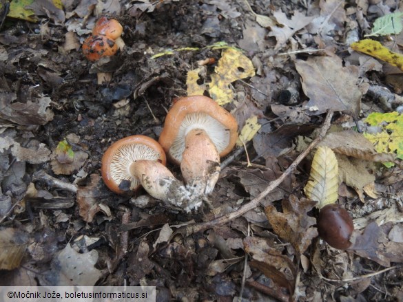 Tricholoma ustaloides