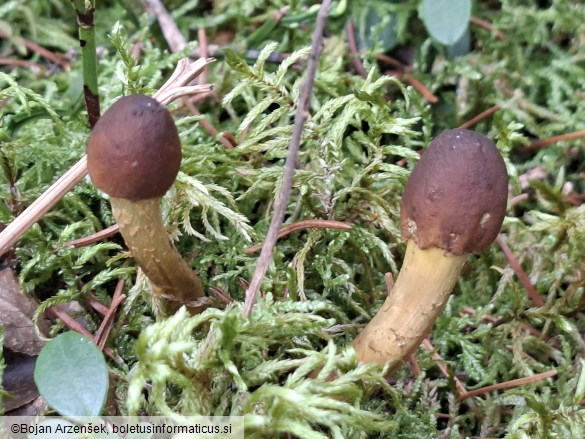 Tolypocladium capitatum