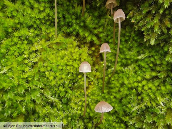 Mycena erubescens