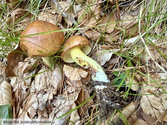 Suillus granulatus