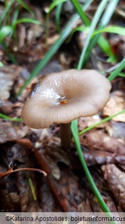 Entoloma