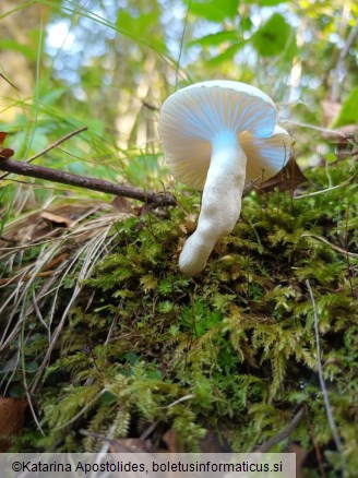 Hygrophorus cossus