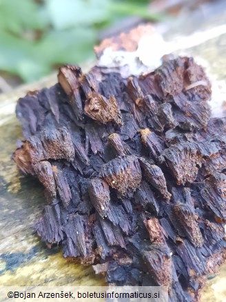 Cosmospora coccinea