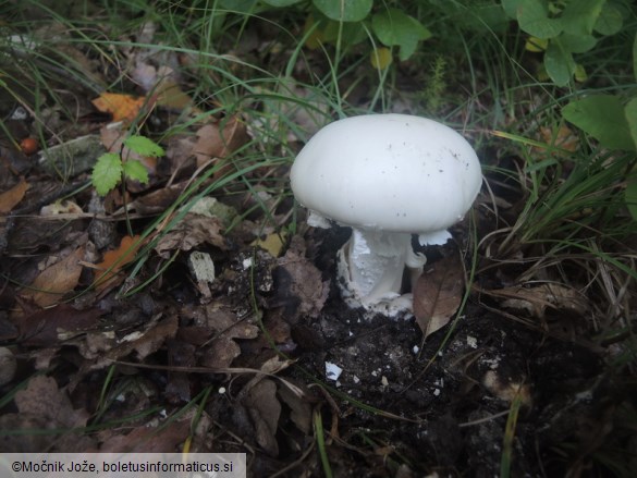 Amanita ovoidea