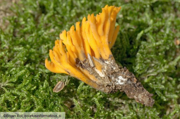 Calocera viscosa