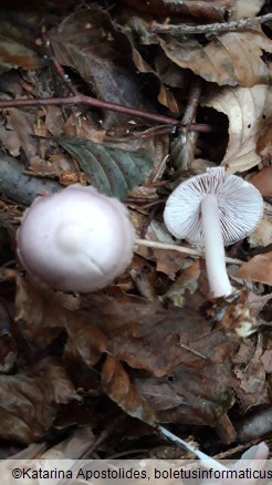 Mycena rosea