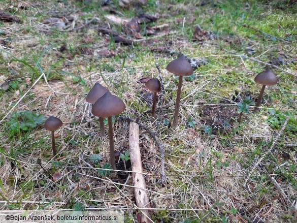 Entoloma hirtipes