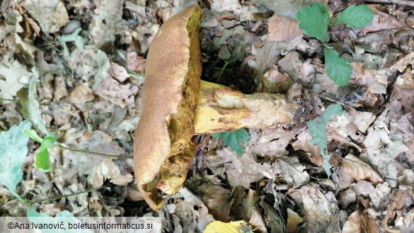 Boletus appendiculatus