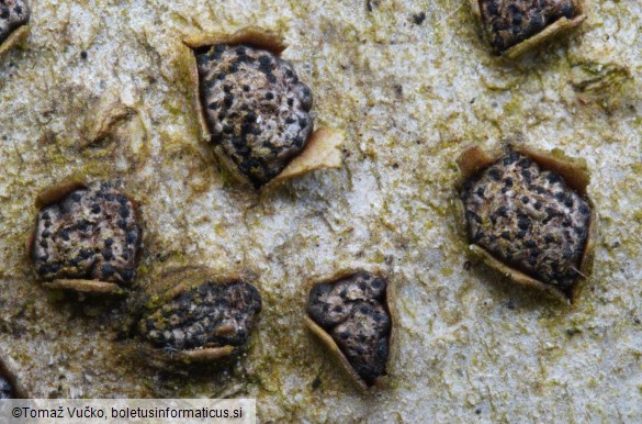 Melogramma campylosporum