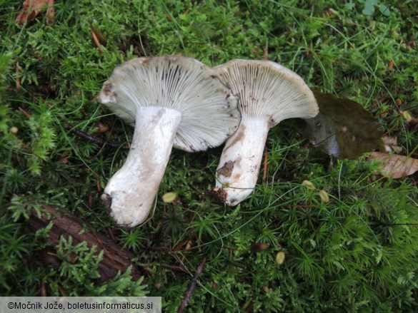 Russula fuliginosa