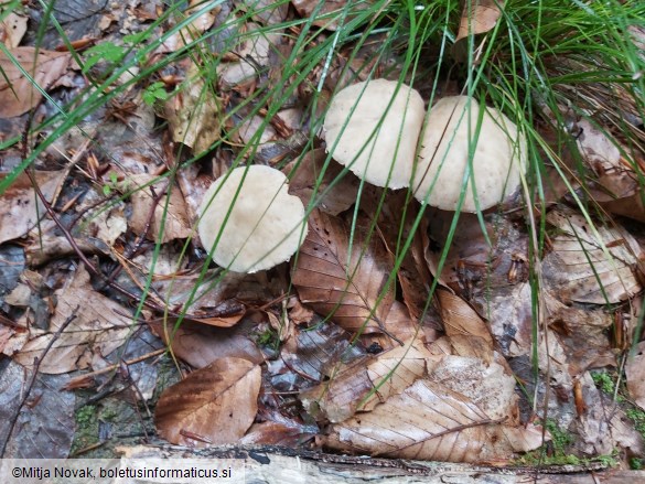 Candolleomyces candolleanus