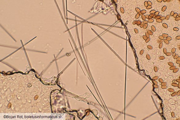 Conocybe tenera