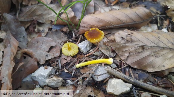 Pluteus romellii