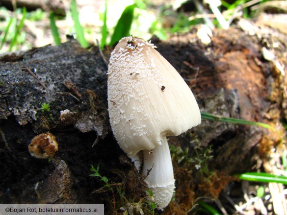 Coprinus flocculosus