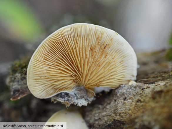 Crepidotus macedonicus