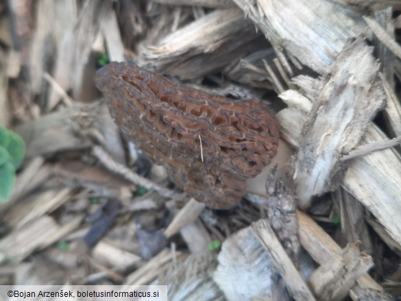 Morchella importuna