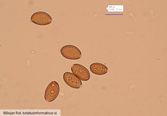 Conocybe tenera