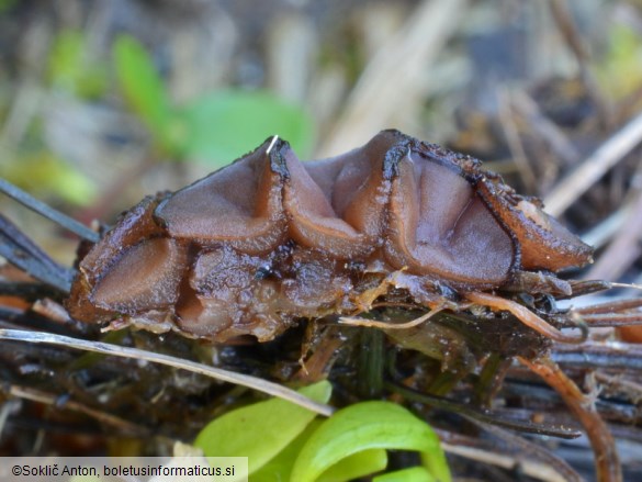 Pseudombrophila guldeniae