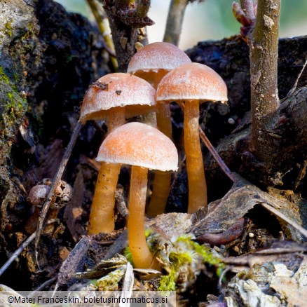 Tubaria hiemalis