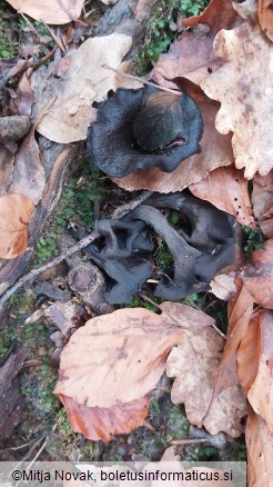 Craterellus cornucopioides