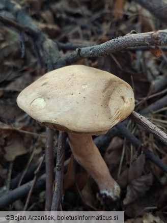 Gyroporus castaneus