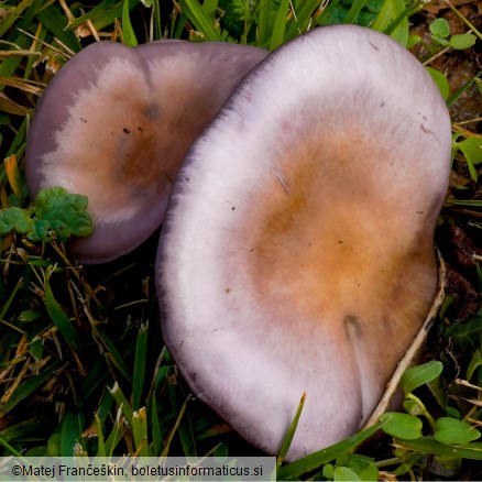 Collybia sordida