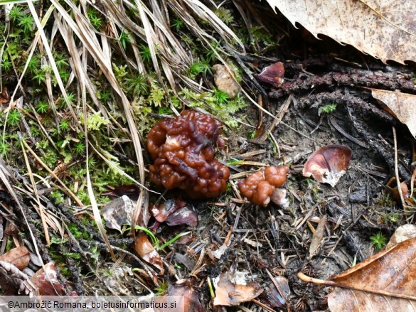 Gyromitra esculenta