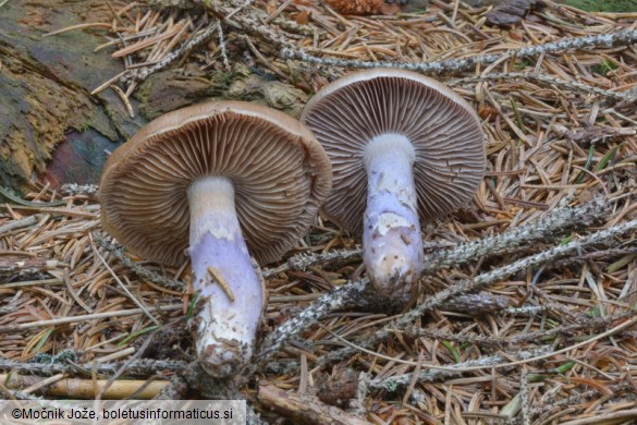 Cortinarius stillatitius