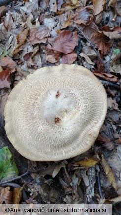 Paxillus involutus