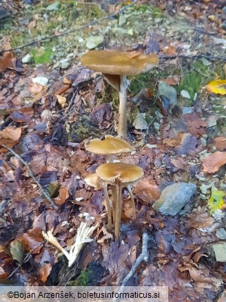 Hymenopellis radicata