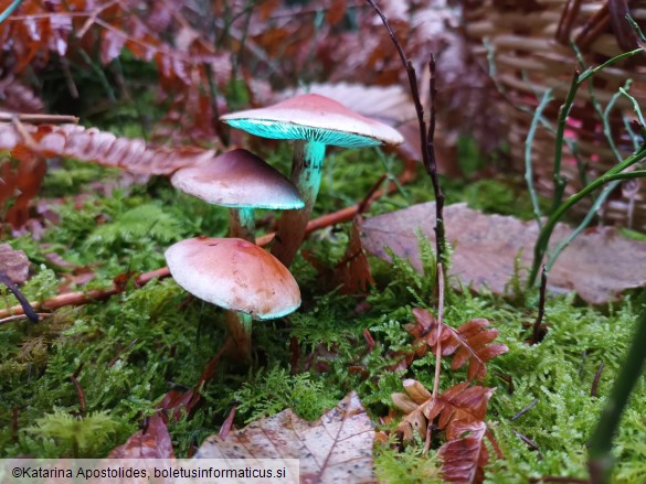Hypholoma lateritium