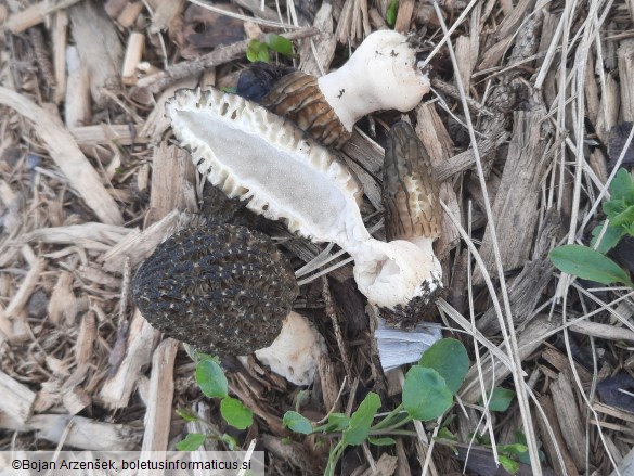 Morchella importuna