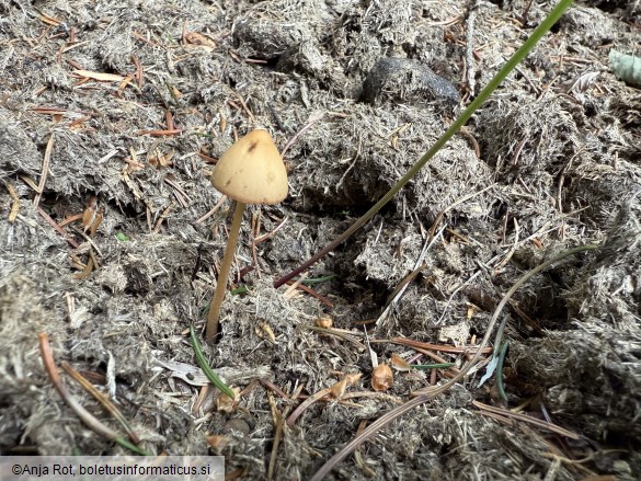 Conocybe macrospora